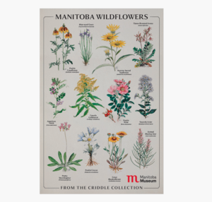 CC: Wildflower Postcard